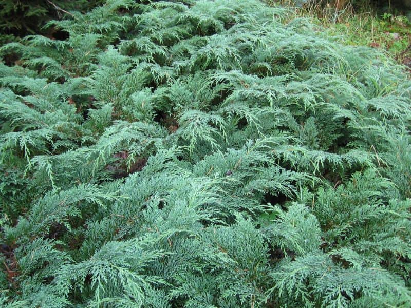 Russian Arborvitae (Microbiota decussata)