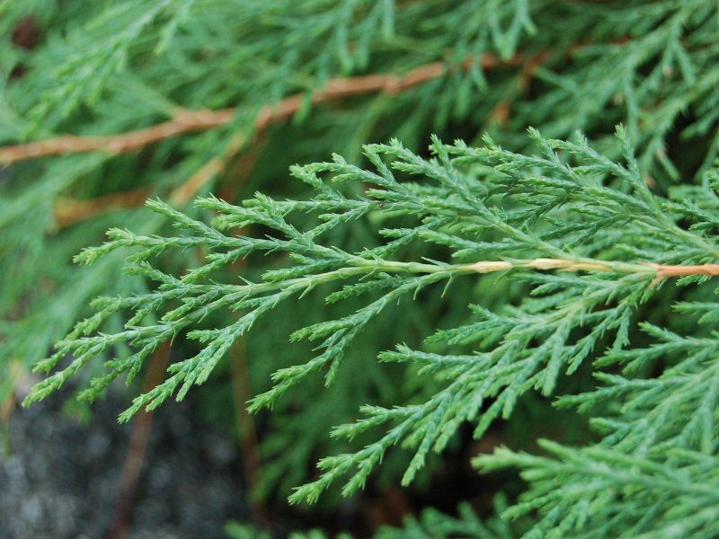 Russian Arborvitae (Microbiota decussata)