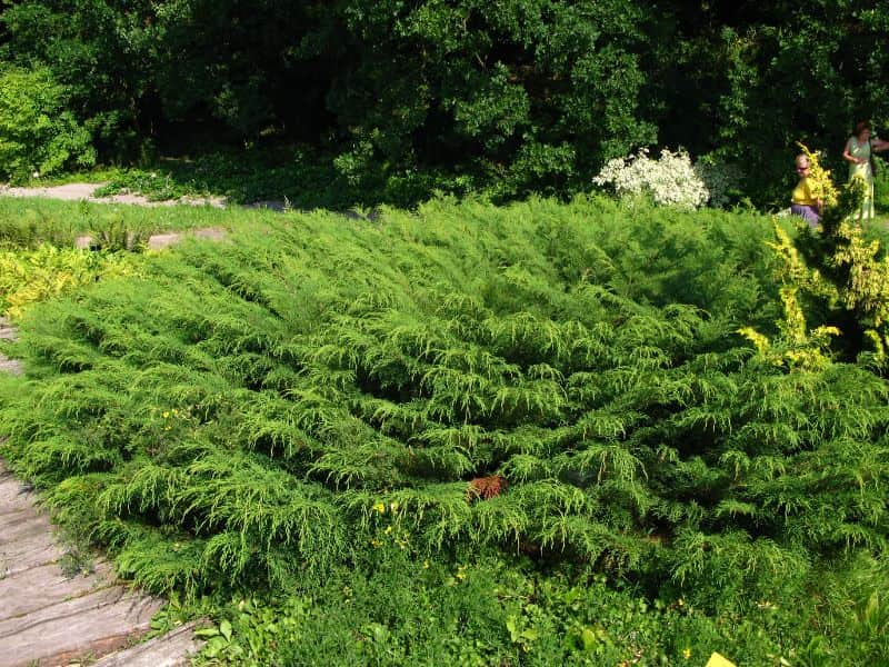 Russian Arborvitae (Microbiota decussata)