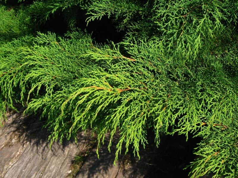 Russian Arborvitae (Microbiota decussata)