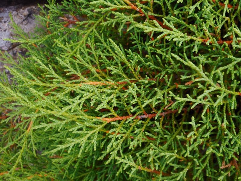 Russian Arborvitae (Microbiota decussata)