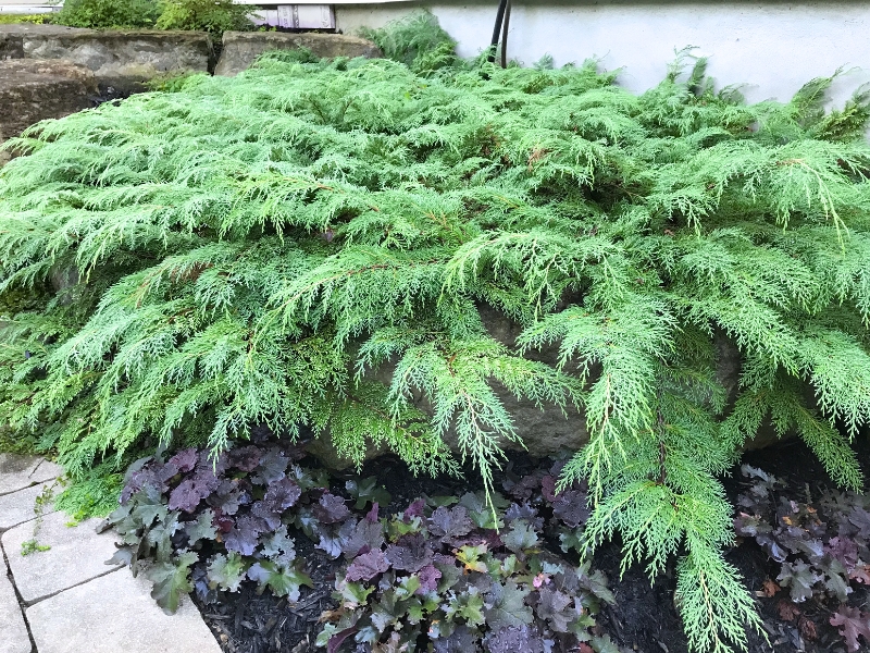 Russian Arborvitae (Microbiota decussata)