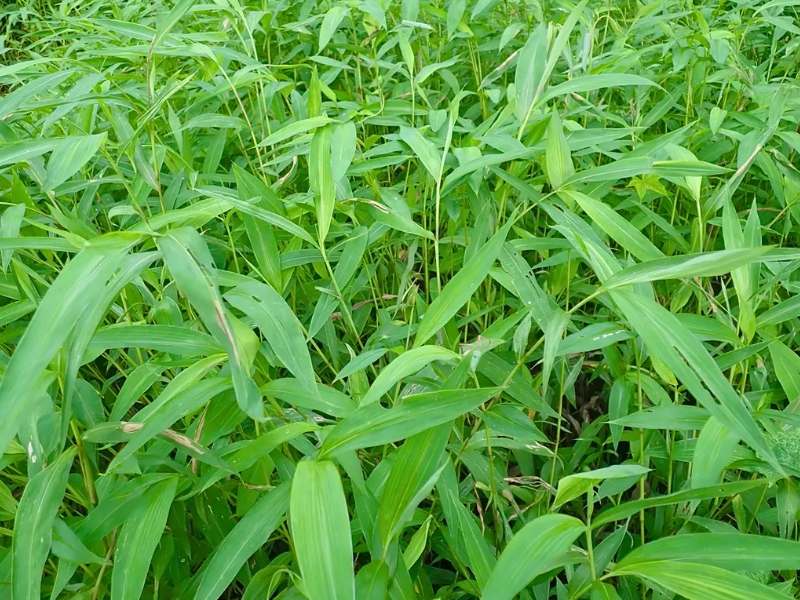 Japanese Stiltgrass (Microstegium vimineum)