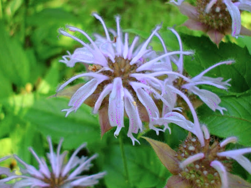 Eastern Beebalm (Monarda bradburiana)