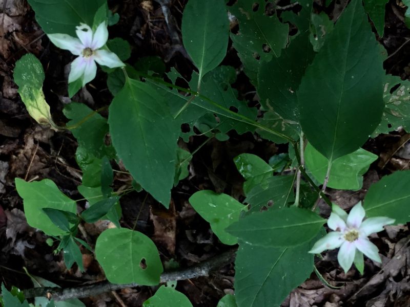 White Bergamot (Monarda clinopodia)