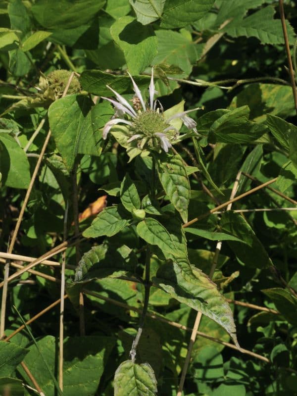 White Bergamot (Monarda clinopodia)