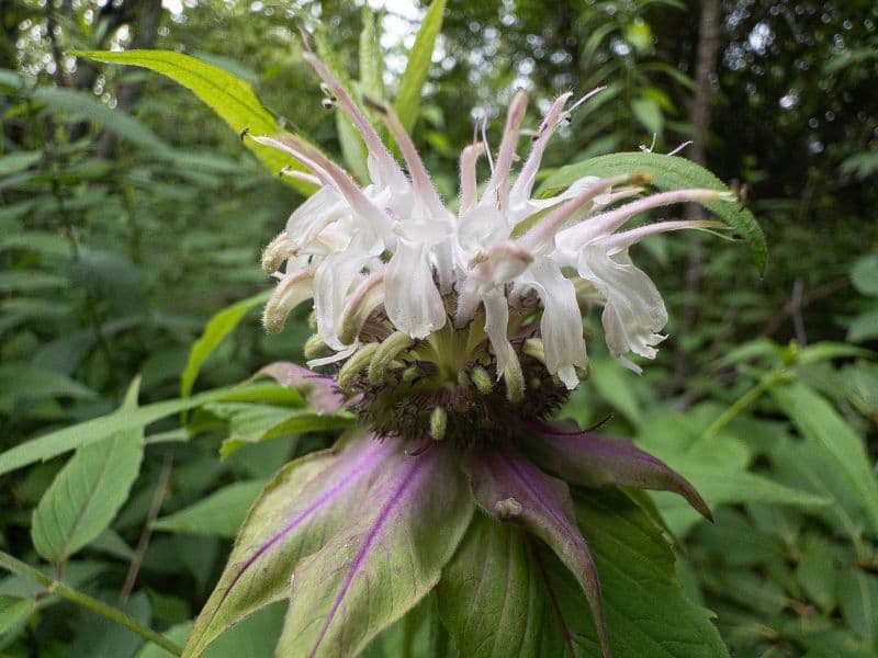 White Bergamot (Monarda clinopodia)