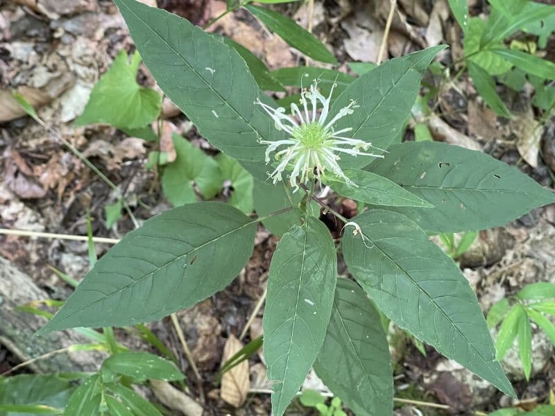 White Bergamot (Monarda clinopodia)