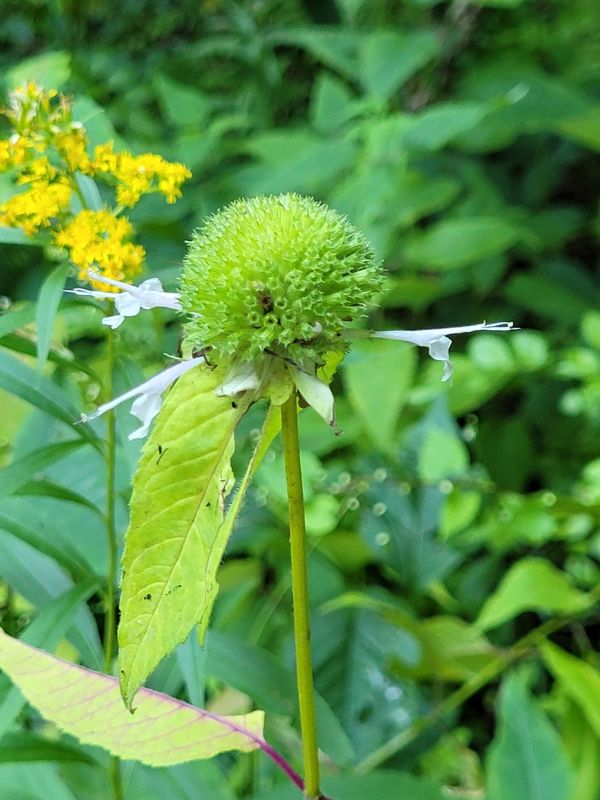 White Bergamot (Monarda clinopodia)