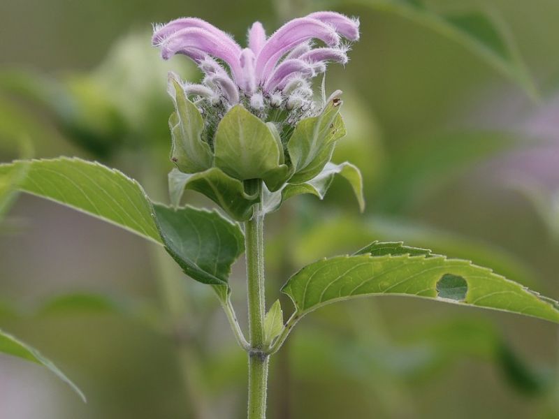 Wild Bergamot (Monarda fistulosa)