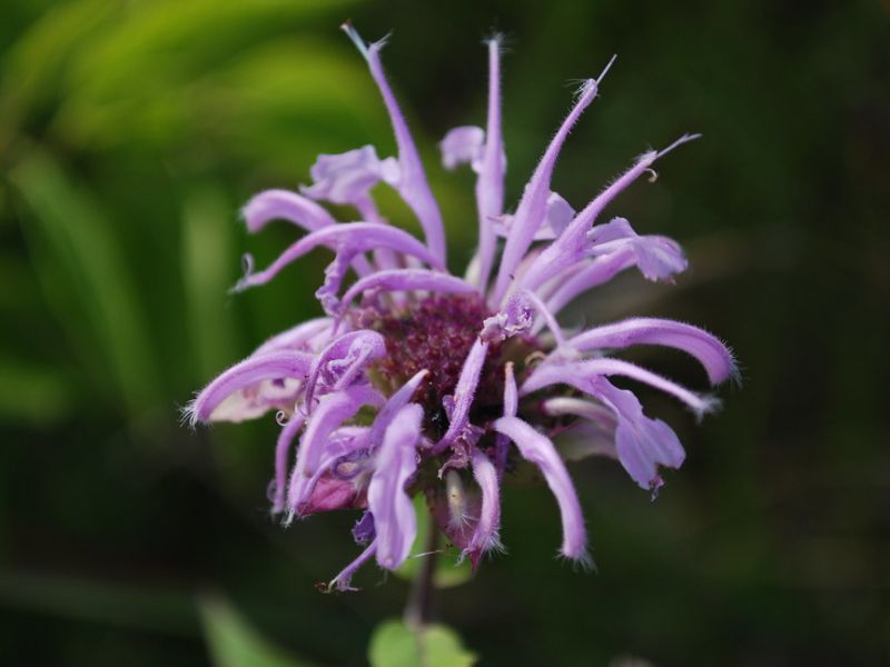 Wild Bergamot (Monarda fistulosa)