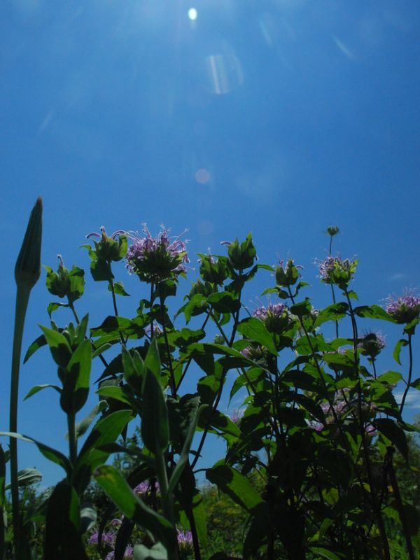 Wild Bergamot (Monarda fistulosa)