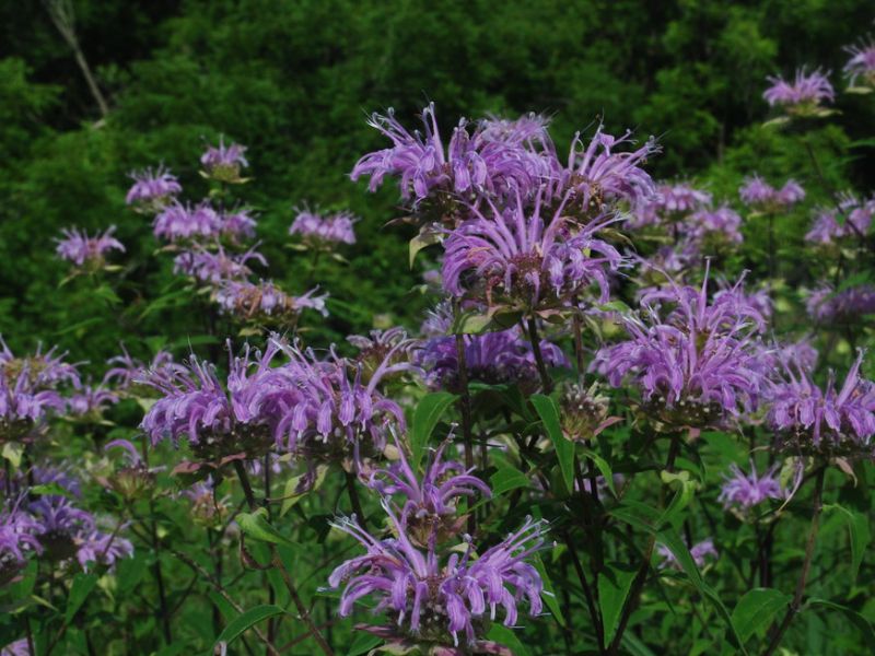 Wild Bergamot (Monarda fistulosa)