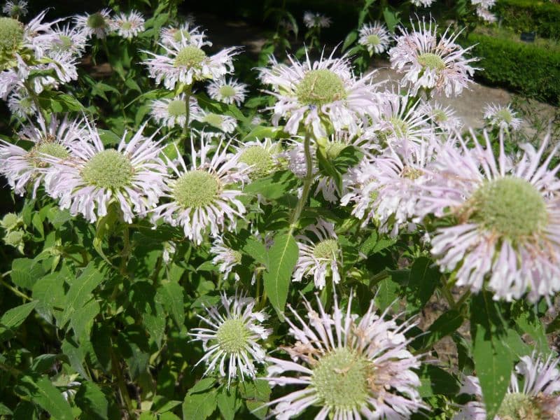 Wild Bergamot (Monarda fistulosa)