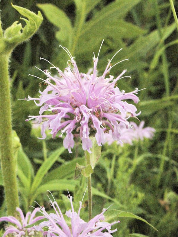 Wild Bergamot (Monarda fistulosa)