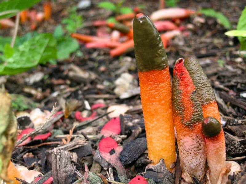 Elegant Stinkhorn (Mutinus elegans)