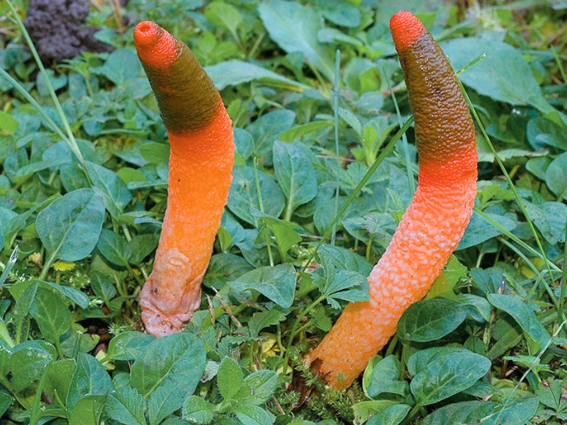 Elegant Stinkhorn (Mutinus elegans)