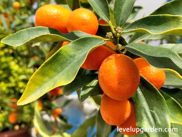 Nagami Kumquat Tree (Fortunella margarita)