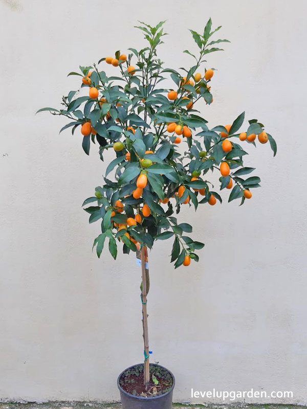 Nagami Kumquat Tree (Fortunella margarita)