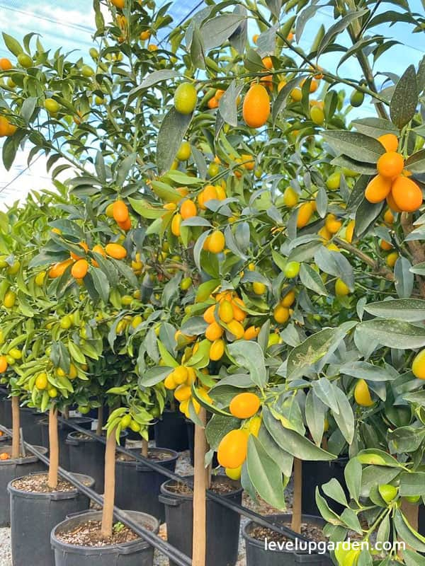 Nagami Kumquat Tree (Fortunella margarita)