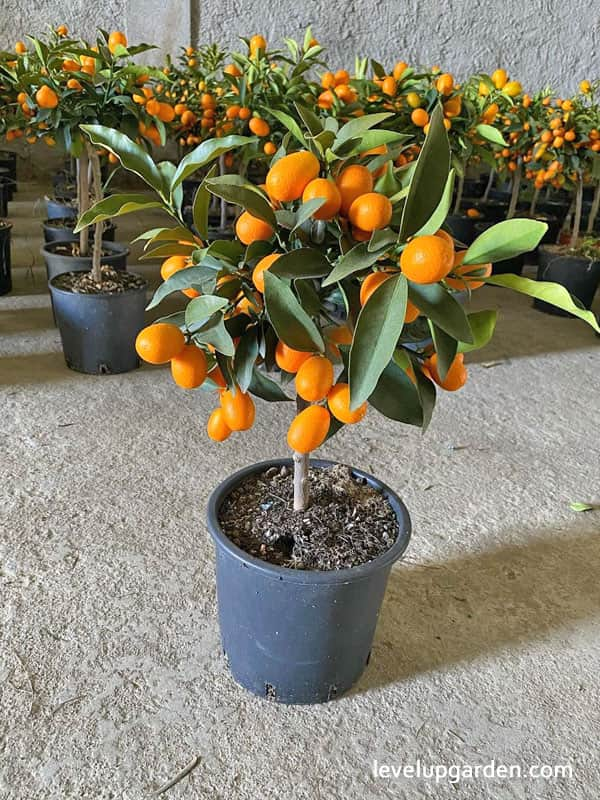 Nagami Kumquat Tree (Fortunella margarita)