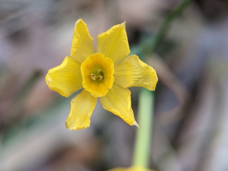 Jonquil (Narcissus jonquilla)