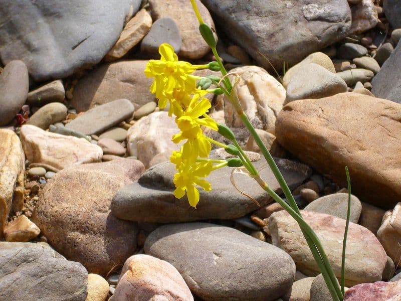 Jonquil (Narcissus jonquilla)