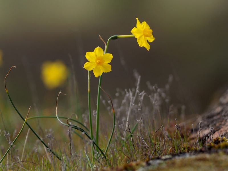 Jonquil (Narcissus jonquilla)