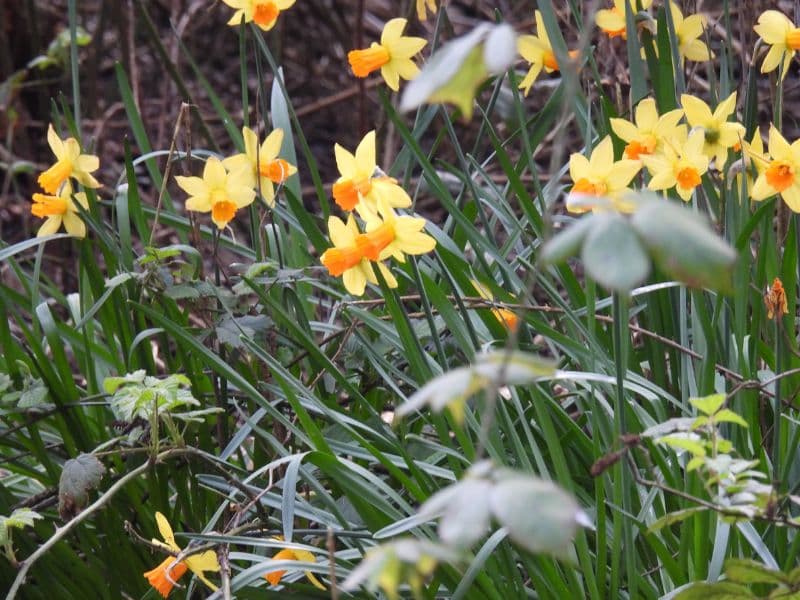 Jonquil (Narcissus jonquilla)