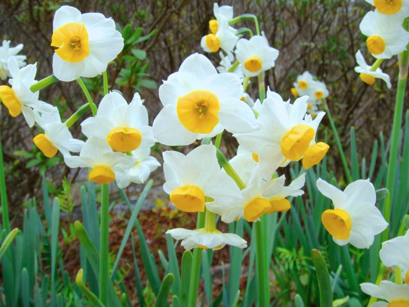 Polyanthos Narcissus (Narcissus tazetta)