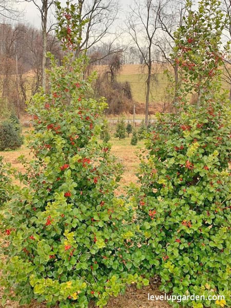 Nellie Stevens Holly (Ilex x 'Nellie R. Stevens')