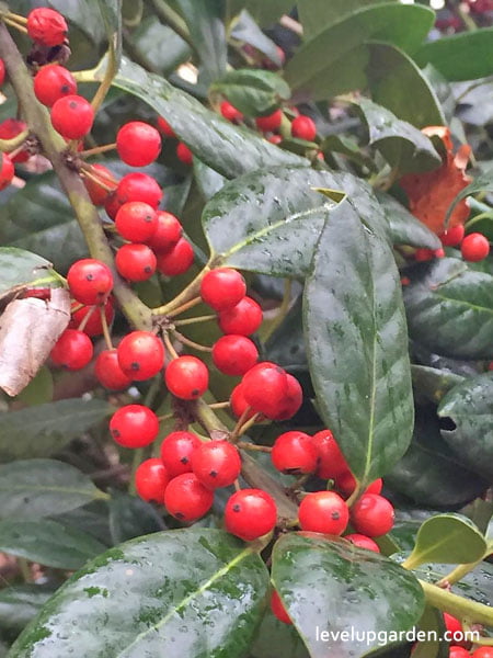 Nellie Stevens Holly (Ilex x 'Nellie R. Stevens')