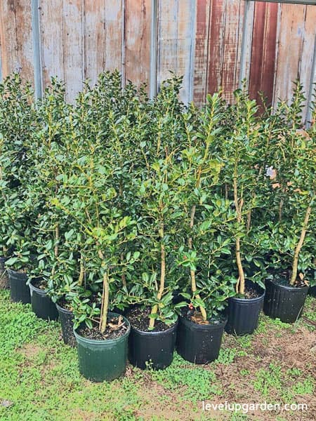 Nellie Stevens Holly (Ilex x 'Nellie R. Stevens')