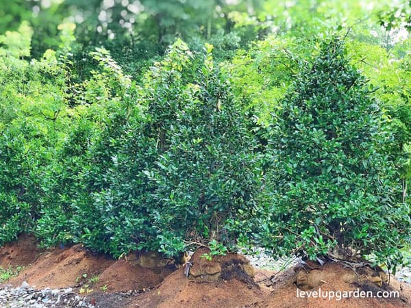 Nellie Stevens Holly (Ilex x ‘Nellie R. Stevens’)