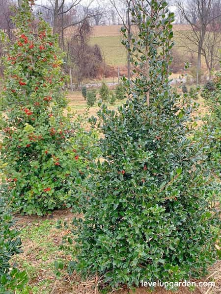 Nellie Stevens Holly (Ilex x 'Nellie R. Stevens')