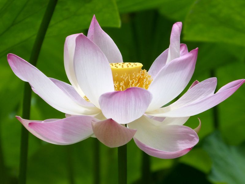 Sacred Lotus (Nelumbo nucifera)