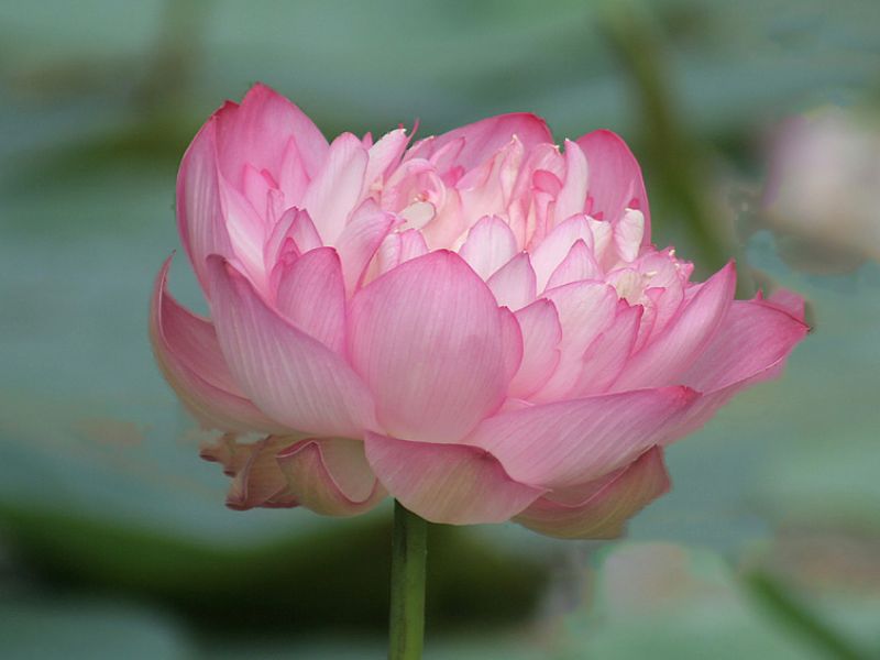 Sacred Lotus (Nelumbo nucifera)