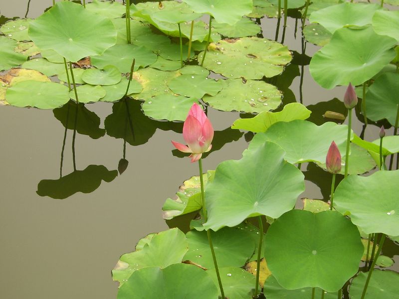 Sacred Lotus (Nelumbo nucifera)