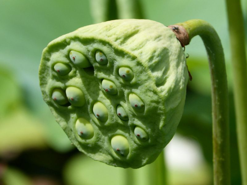 Sacred Lotus (Nelumbo nucifera)