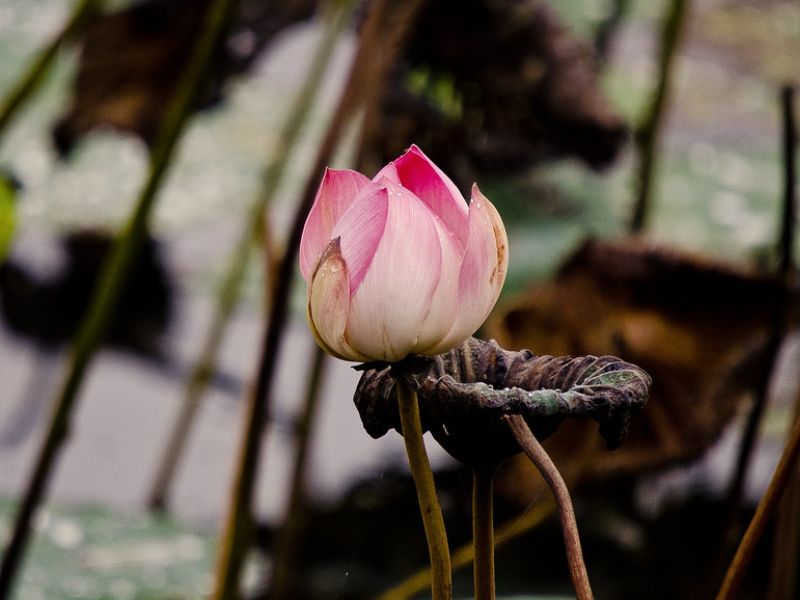 Sacred Lotus (Nelumbo nucifera)