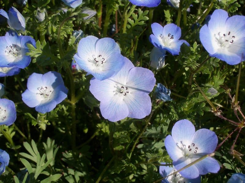 Baby Blue-eyes (Nemophila menziesii) 1 Baby Blue-eyes (Nemophila menziesii)
