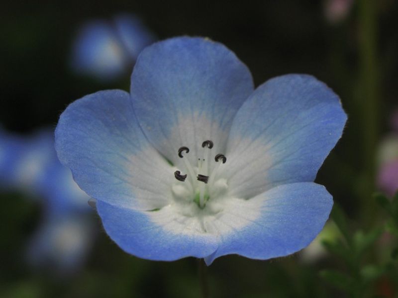 Baby Blue-eyes (Nemophila menziesii) 2 Baby Blue-eyes (Nemophila menziesii)