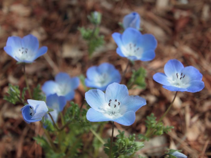 Baby Blue-eyes (Nemophila menziesii) 3 Baby Blue-eyes (Nemophila menziesii)