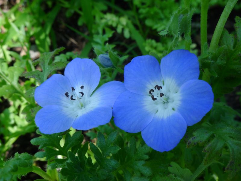 Baby Blue-eyes (Nemophila menziesii) 4 Baby Blue-eyes (Nemophila menziesii)