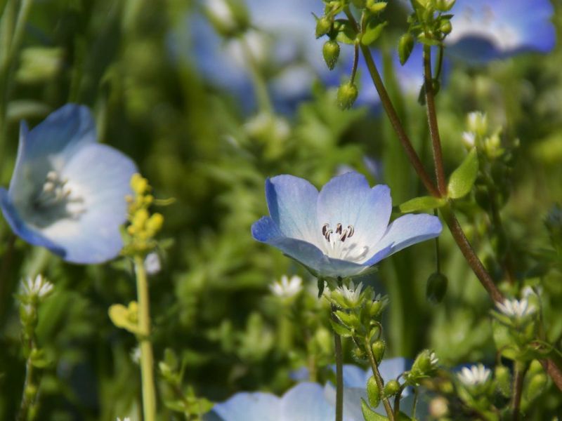 Baby Blue-eyes (Nemophila menziesii) 5 Baby Blue-eyes (Nemophila menziesii)
