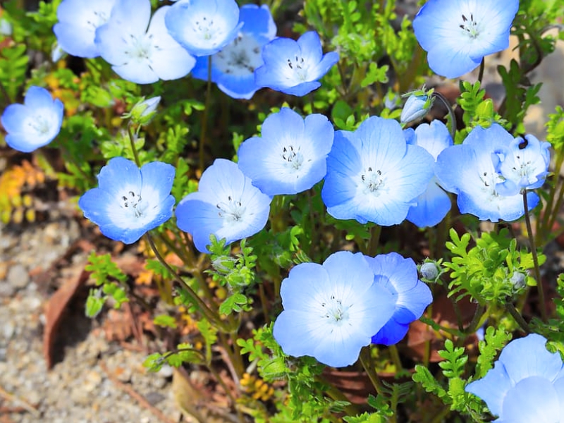 Baby Blue-eyes (Nemophila menziesii)