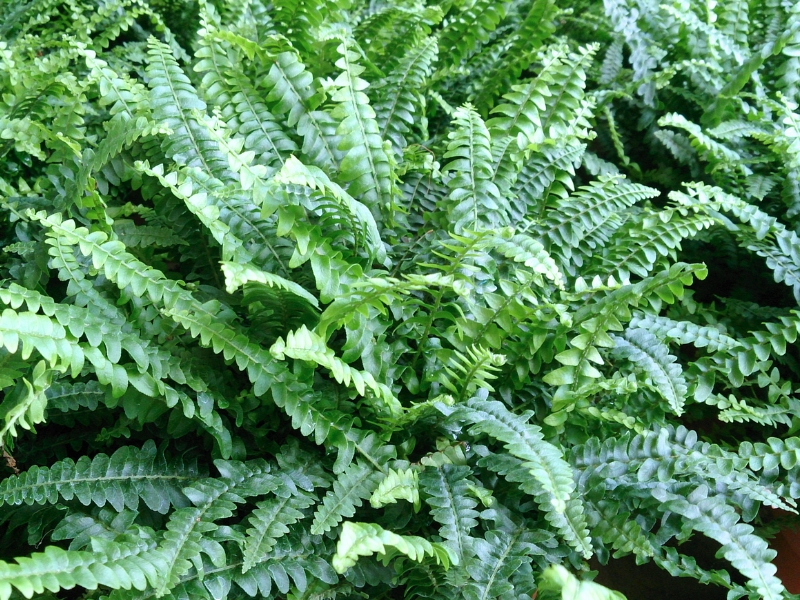 Boston Fern (Nephrolepis exaltata)