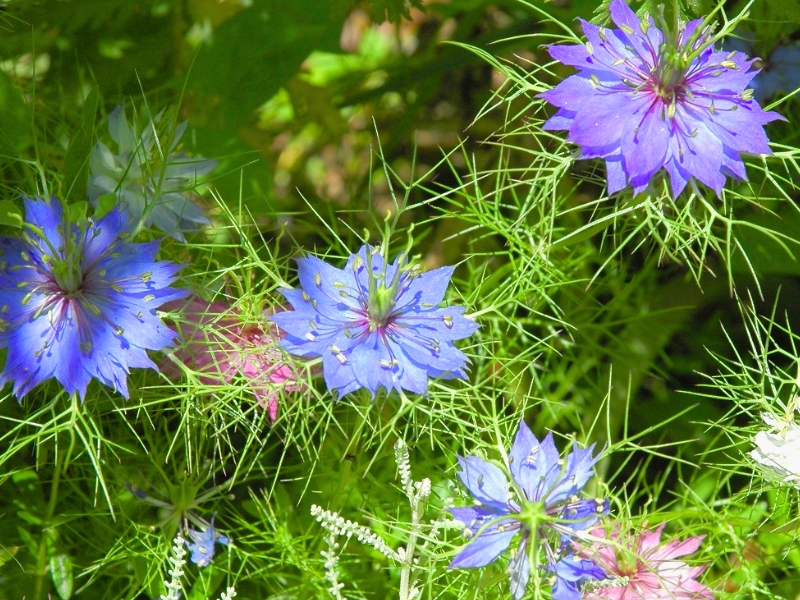 Love-in-a-mist (Nigella damascena)