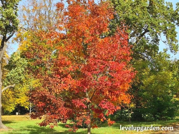 Northern Red Oak Tree (Quercus rubra)