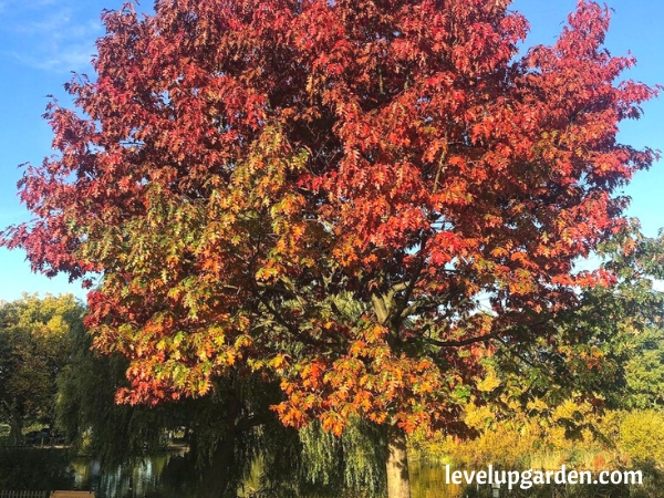 Northern Red Oak Tree (Quercus rubra)